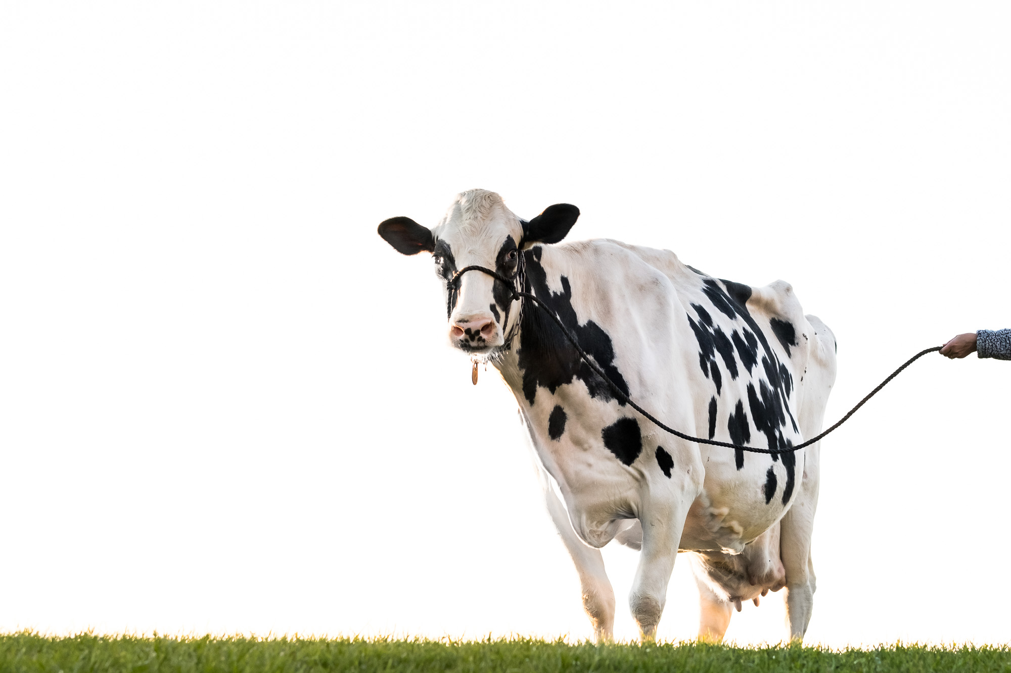 behind the scenes photographing a cow