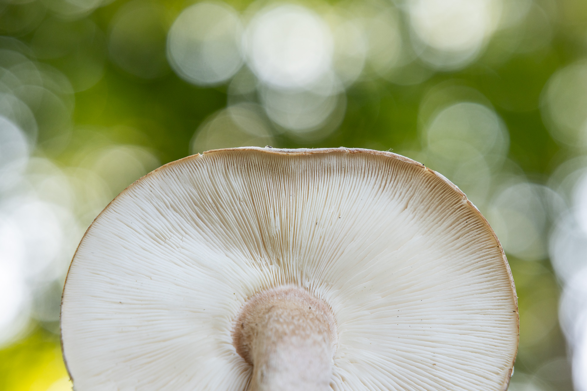 close up of shiitake mushroom gills against a blurry leaf background