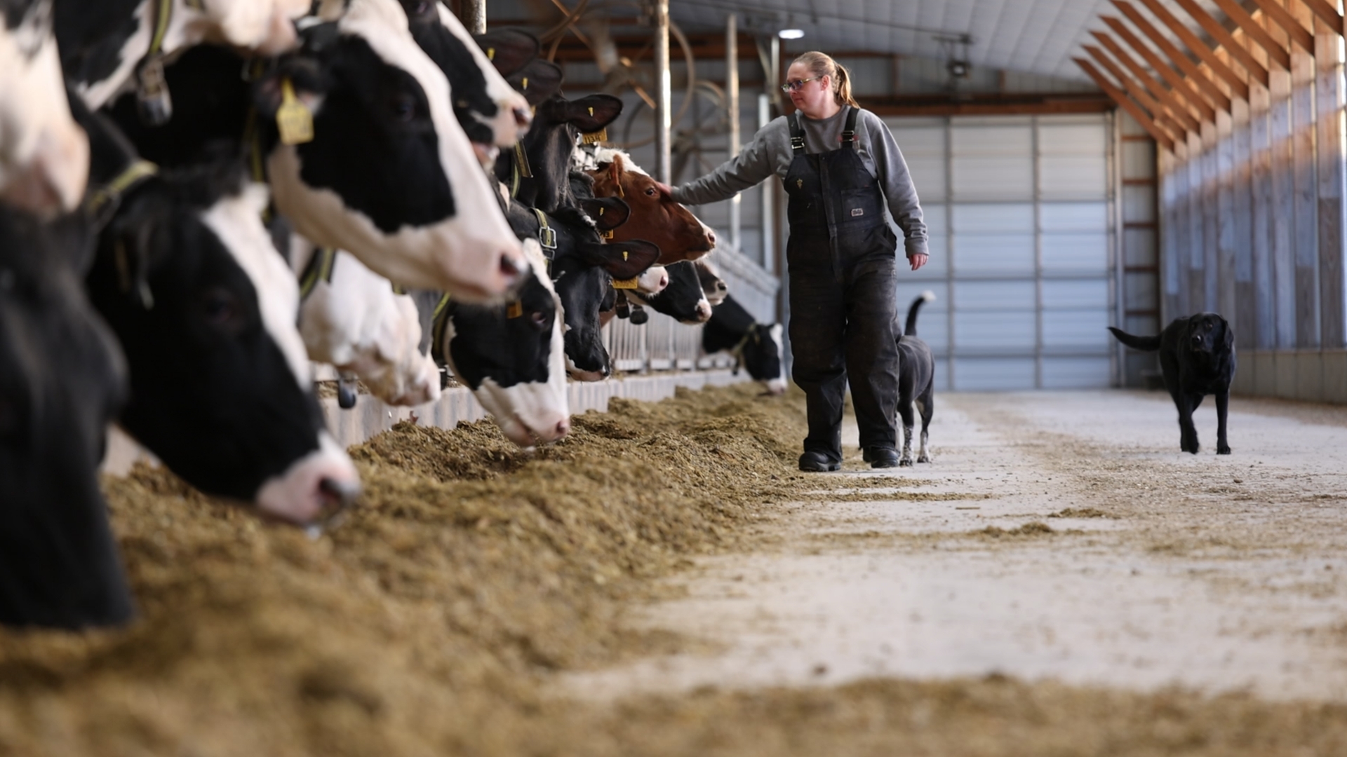dairy farmer Kies orr walking with her dogs along Holstein dairy cows eating feed in a barn