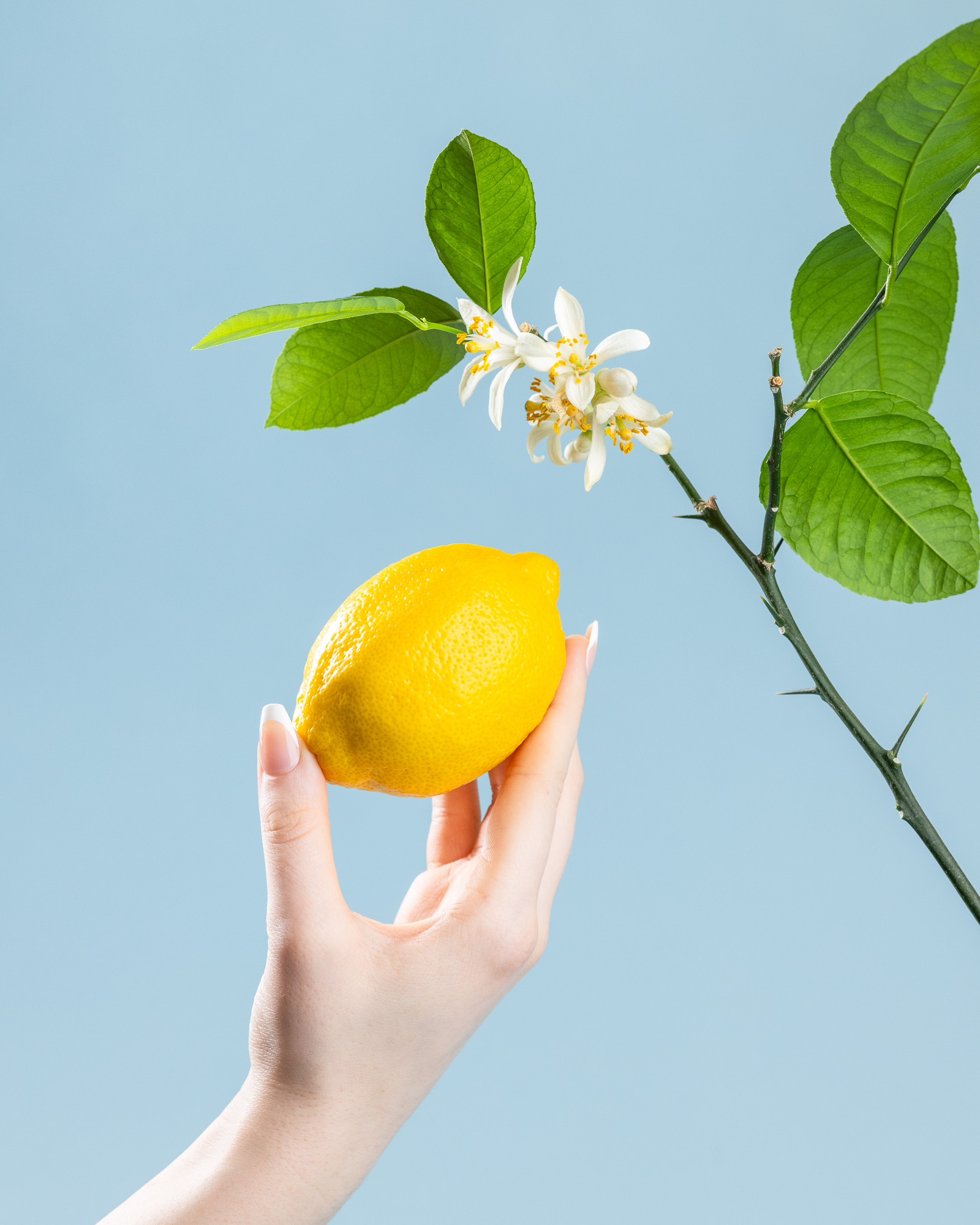 girl's hand holding up a whole lemon next to a lemon tree branch with blossoms flowers on a sky blue background studio photo