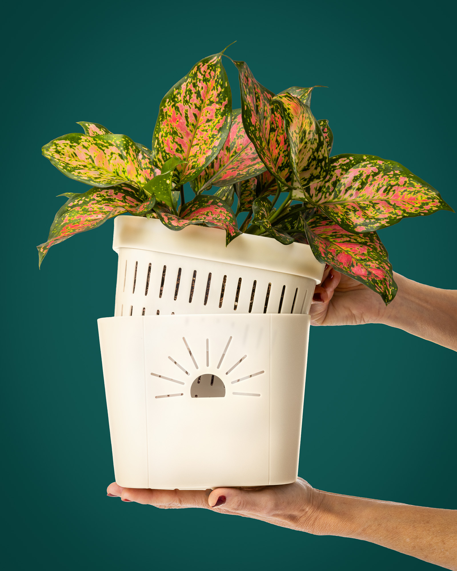 hands showing naked root air root pruning planter with houseplant and teal background