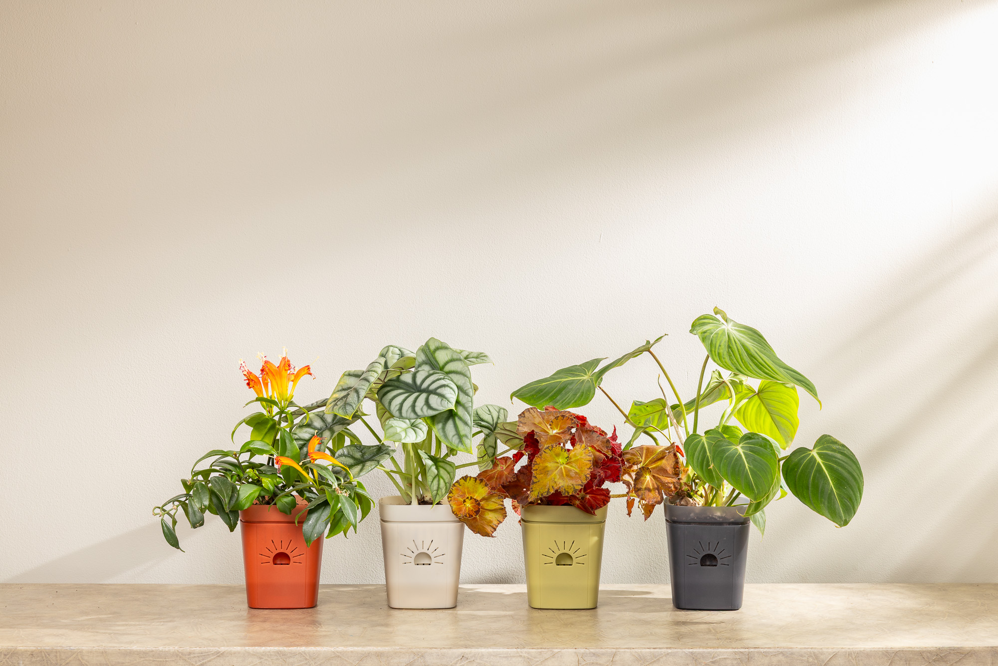 lineup of clearly earth air root pruning planters with houseplants and sunlight