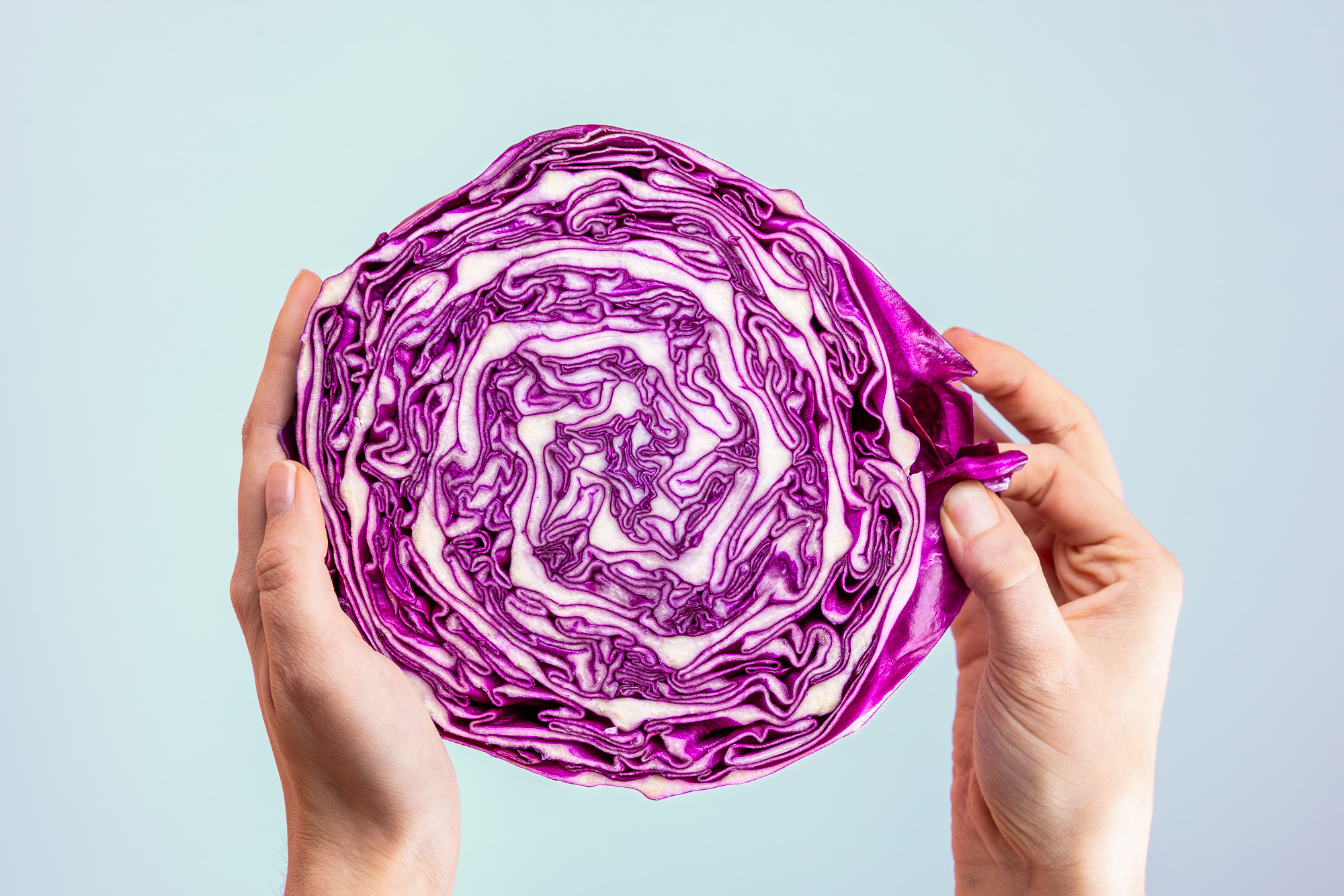 studio photo of purple cabbage