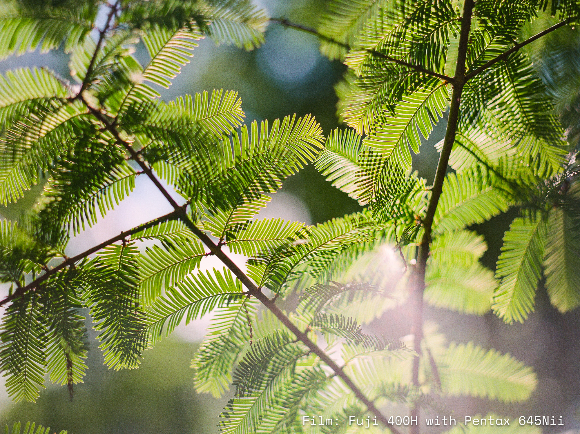 film photo of sunlight shining through leaves of a sequoia tree